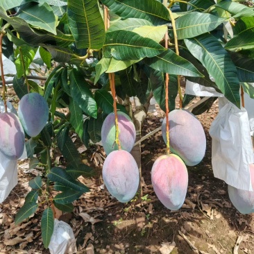 攀枝花凯特芒