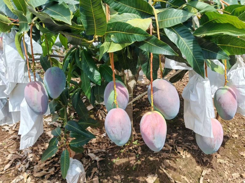 攀枝花凯特芒