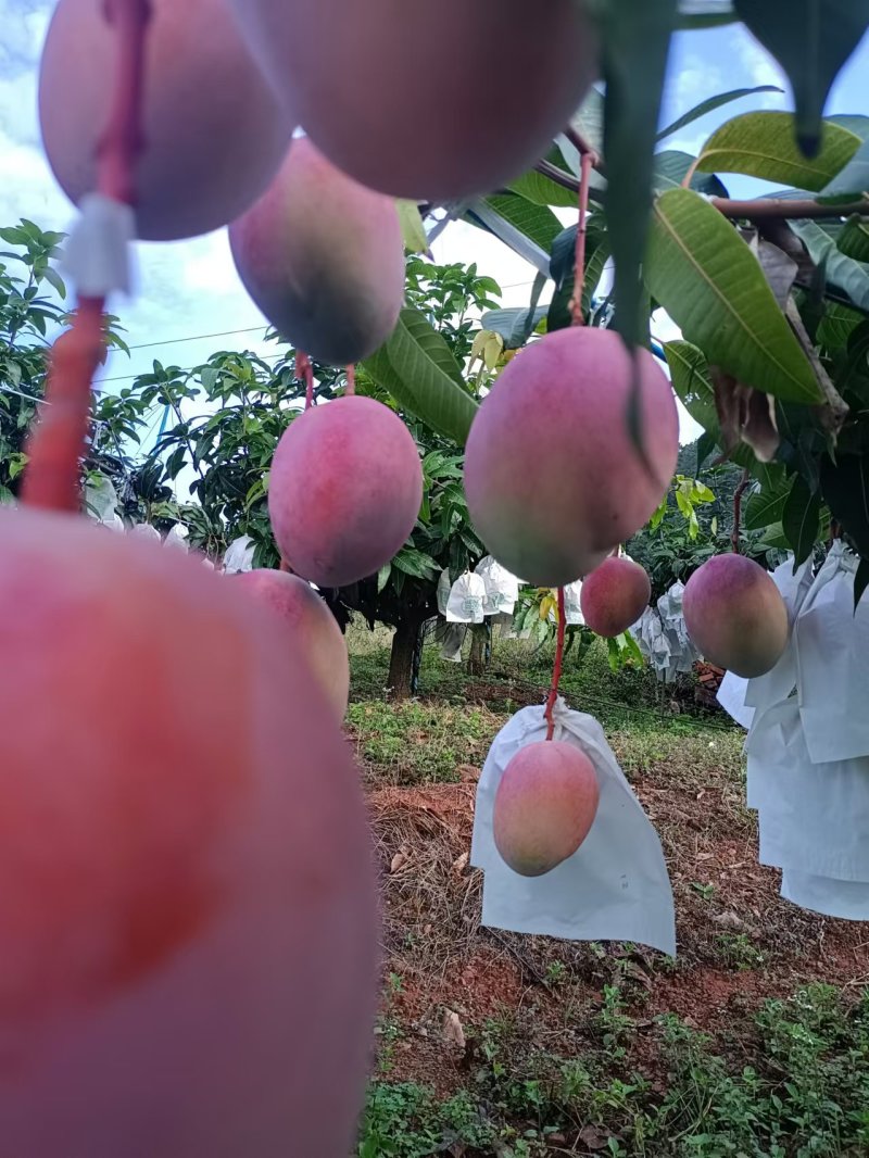 攀枝花凯特芒