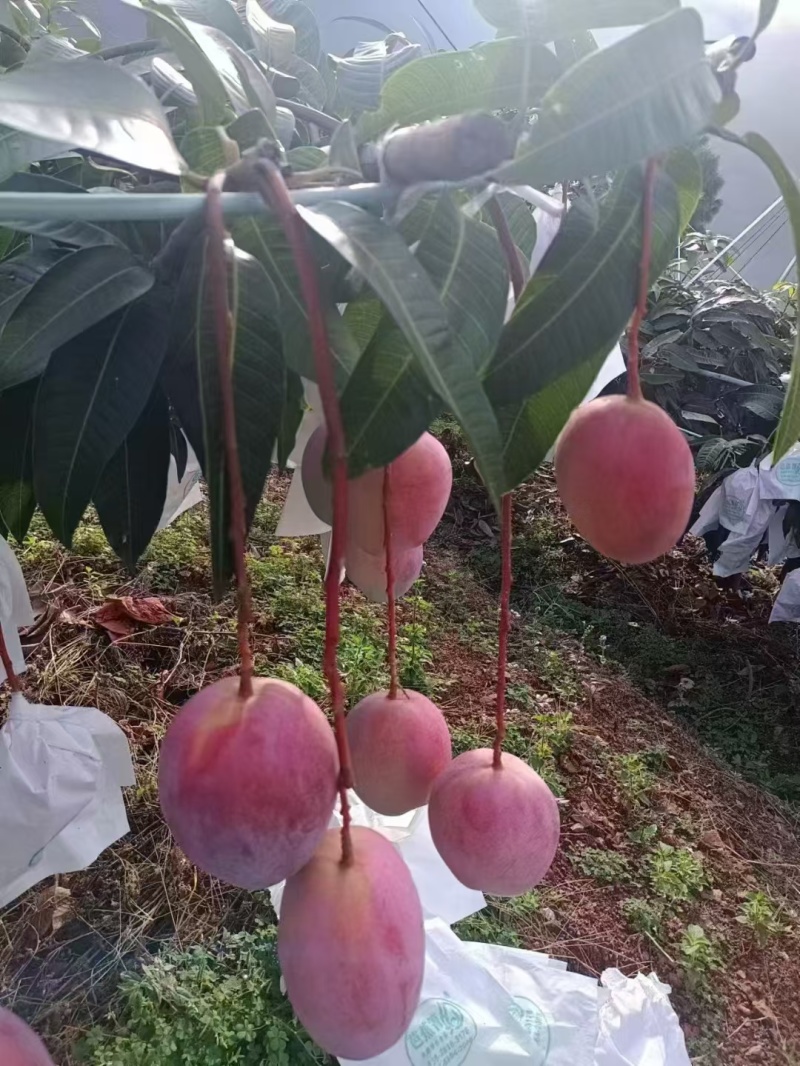 攀枝花凯特芒