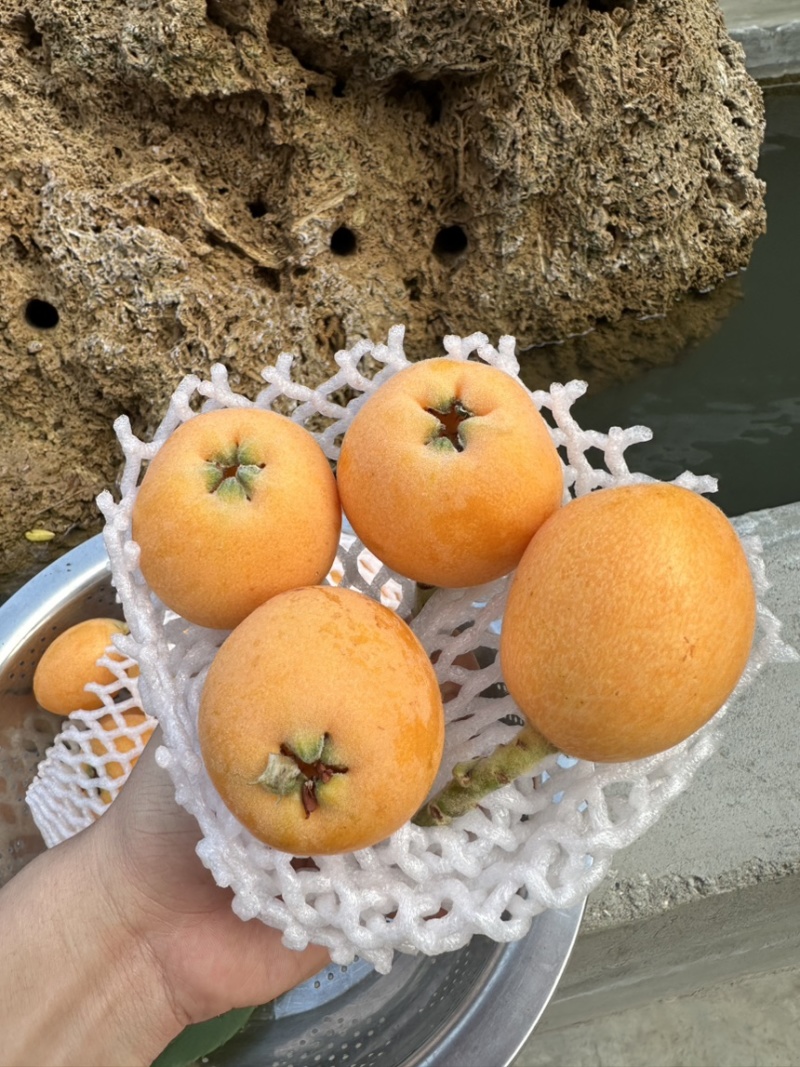 永善大五星枇杷