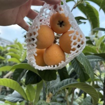 永善大五星枇杷