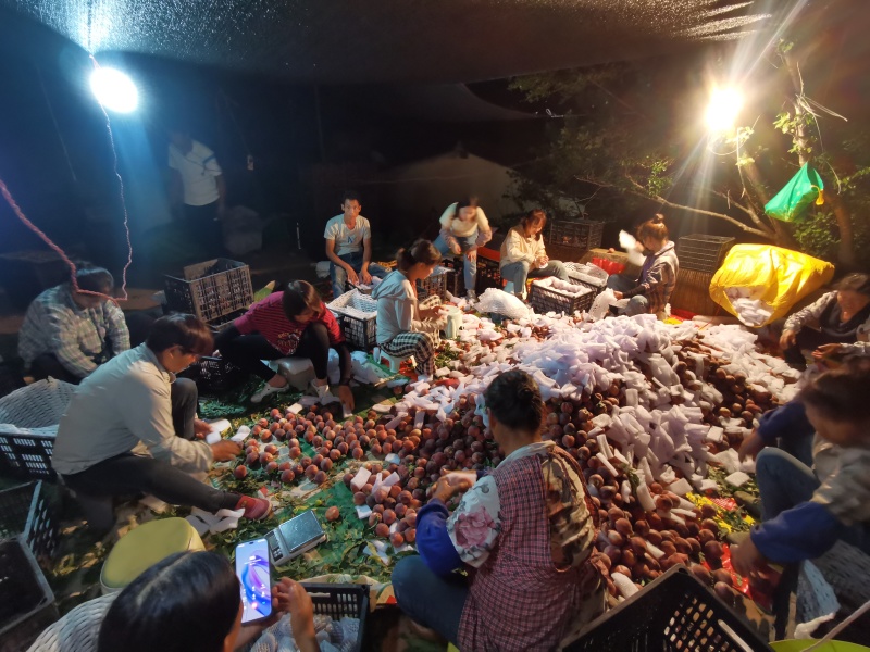 26年云南*早红宝石-圣母春桃开始预售（4月底上市）