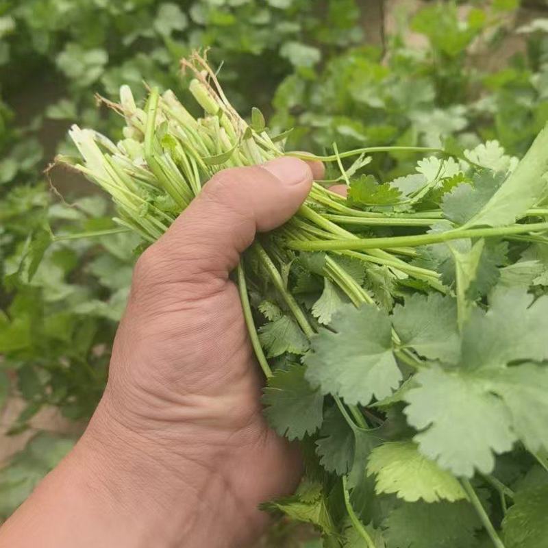 50亩精品大叶香菜商丘香菜大量供应可视频看货欢迎来电