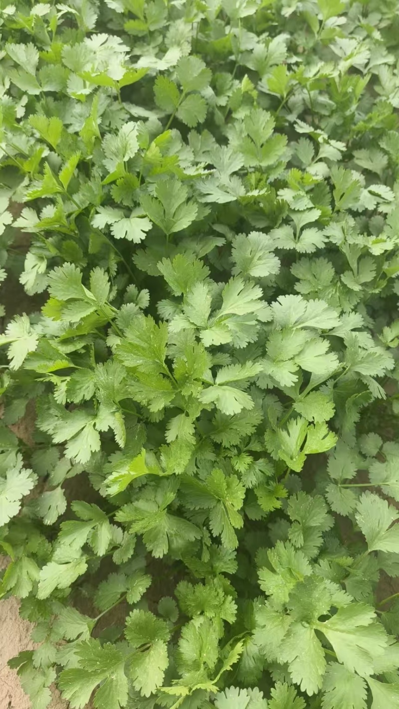 50亩精品大叶香菜商丘香菜大量供应可视频看货欢迎来电