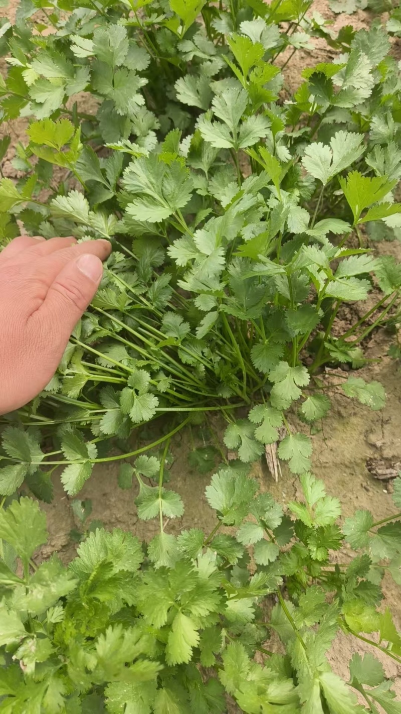 50亩精品大叶香菜商丘香菜大量供应可视频看货欢迎来电