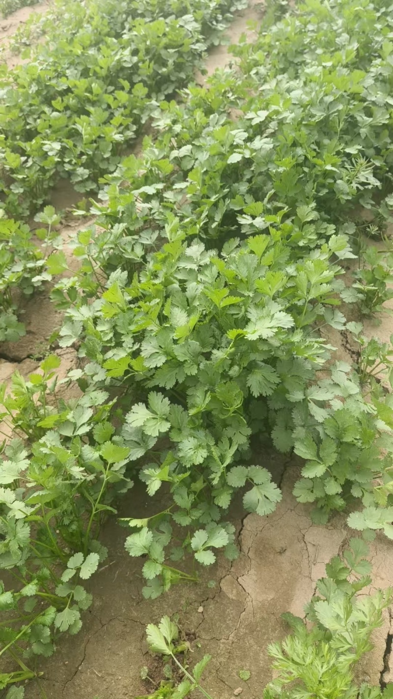 50亩精品大叶香菜商丘香菜大量供应可视频看货欢迎来电