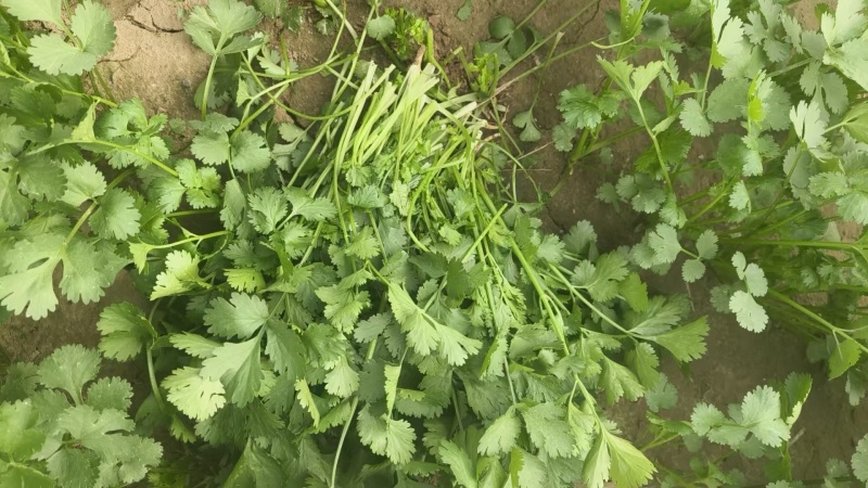 50亩精品大叶香菜商丘香菜大量供应可视频看货欢迎来电
