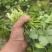 50亩香菜大叶香菜基地直发欢迎来电采购洽谈对接全国