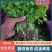 精选【芹菜苗】法国皇后/美国西芹/根系发达/易成活产量高