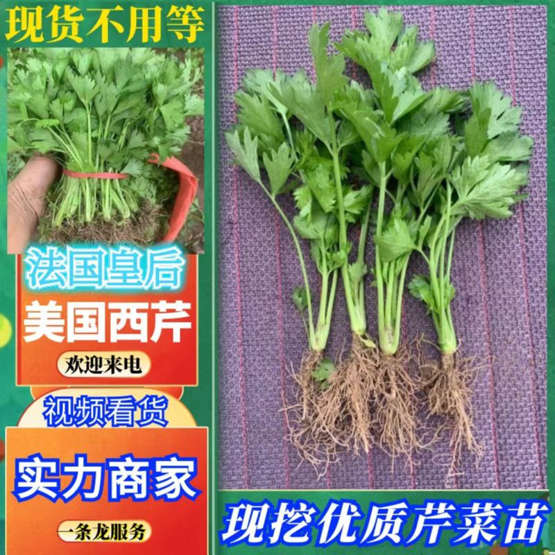 精选【芹菜苗】法国皇后/美国西芹/根系发达/易成活产量高