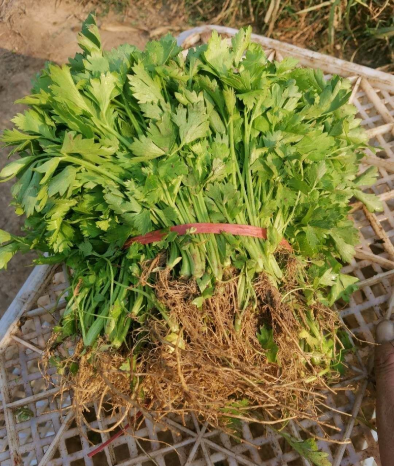 精选【芹菜苗】法国皇后/美国西芹/根系发达/易成活产量高