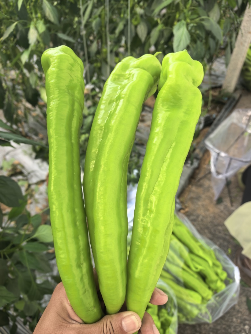 产地直发精品黄尖椒又大又直