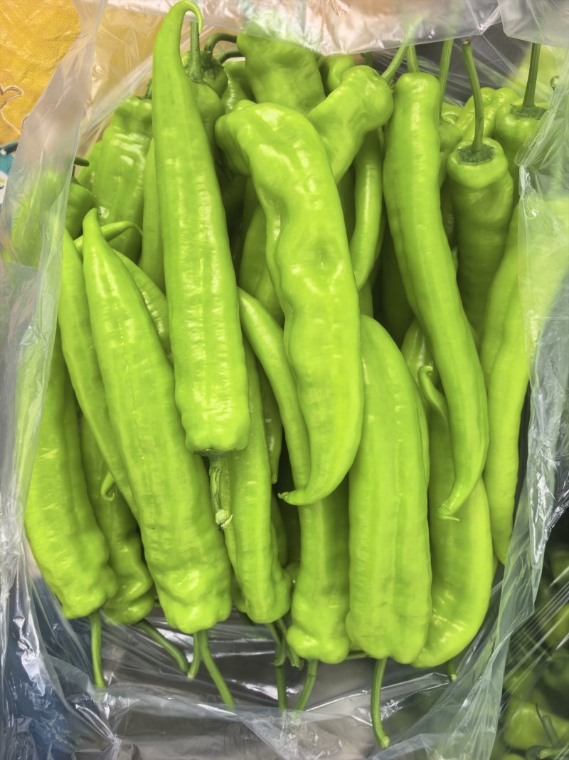 产地直发精品黄尖椒又大又直