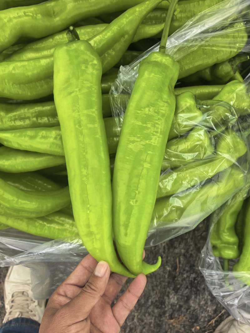 产地直发精品黄尖椒又大又直