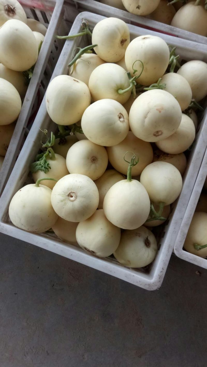 砀山小白瓜白莎蜜甜瓜安徽伊丽莎白甜瓜货源稳定代收