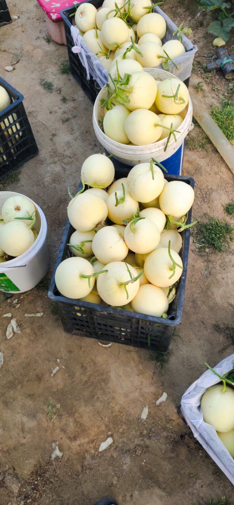 砀山小白瓜白莎蜜甜瓜安徽伊丽莎白甜瓜货源稳定代收