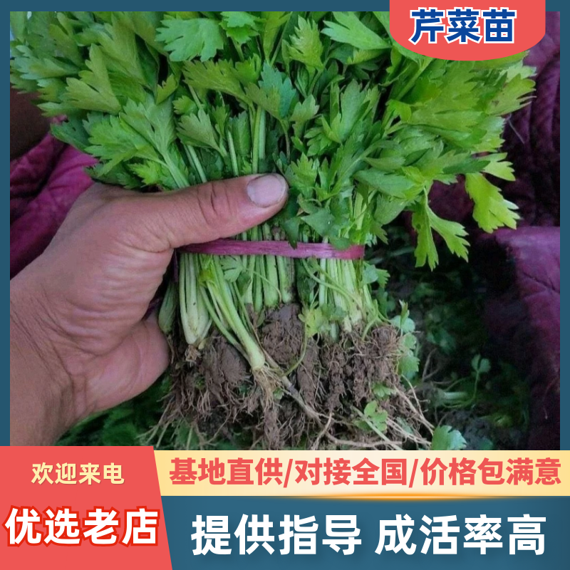 芹菜苗（法国皇后/美国西芹）现挖现发/苗壮根系发达易成活