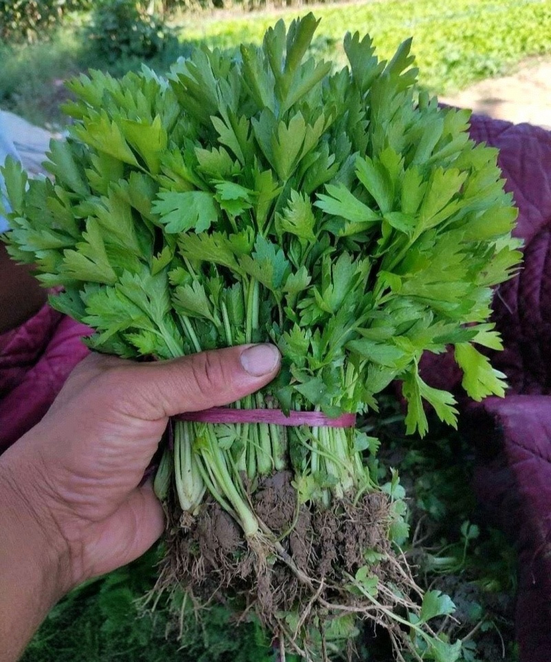芹菜苗（法国皇后/美国西芹）现挖现发/苗壮根系发达易成活