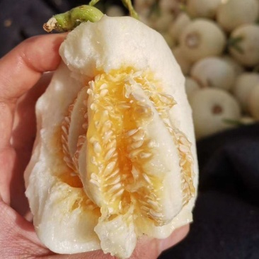 砀山小白瓜白莎蜜甜瓜安徽伊丽莎白甜瓜货源稳定代收