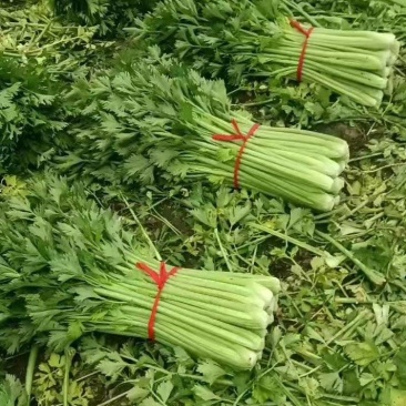 精品露天芹菜大量有货，需要的老板提前预定！