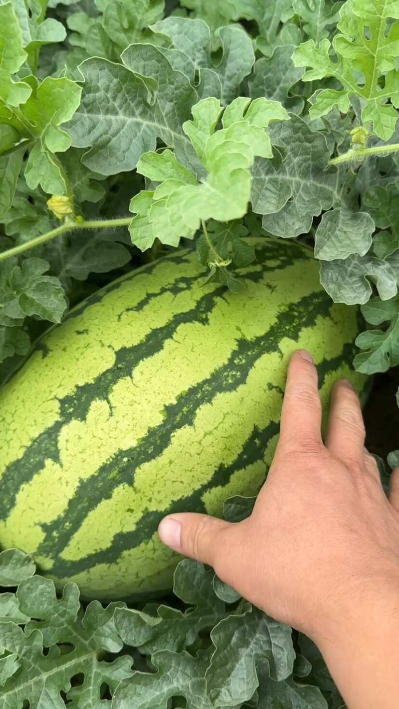 广西崇左绿爽西瓜大量批发全国各地