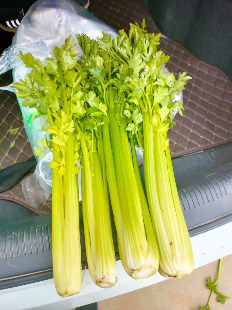 精品露天芹菜大量有货，需要的老板提前预定！