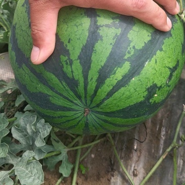 云南盈江山地填完西瓜，大规模上市中。诚信代办，发全国各地