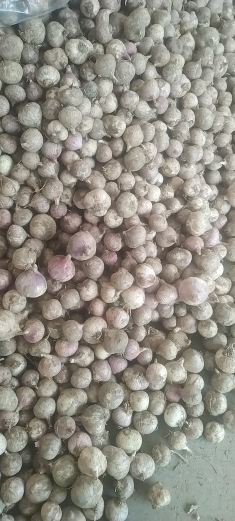 湖北钟祥精品鲜独蒜大量供应基地直发质量保证全国发货