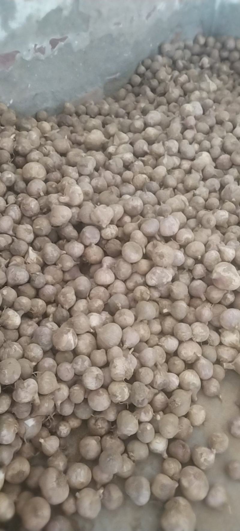 湖北钟祥精品鲜独蒜大量供应基地直发质量保证全国发货