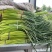 杞县红帽蒜苔