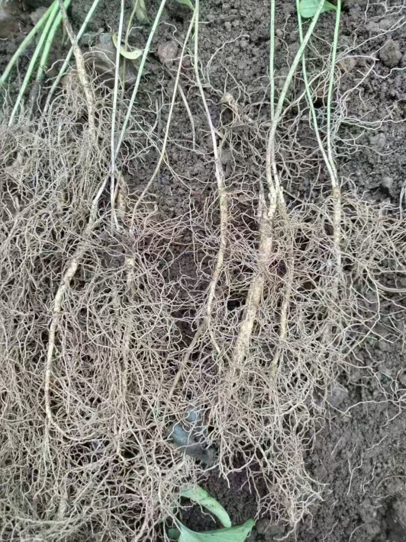 白鲜皮种苗自己种植，大量现货现挖现发品质保证支持实地考察