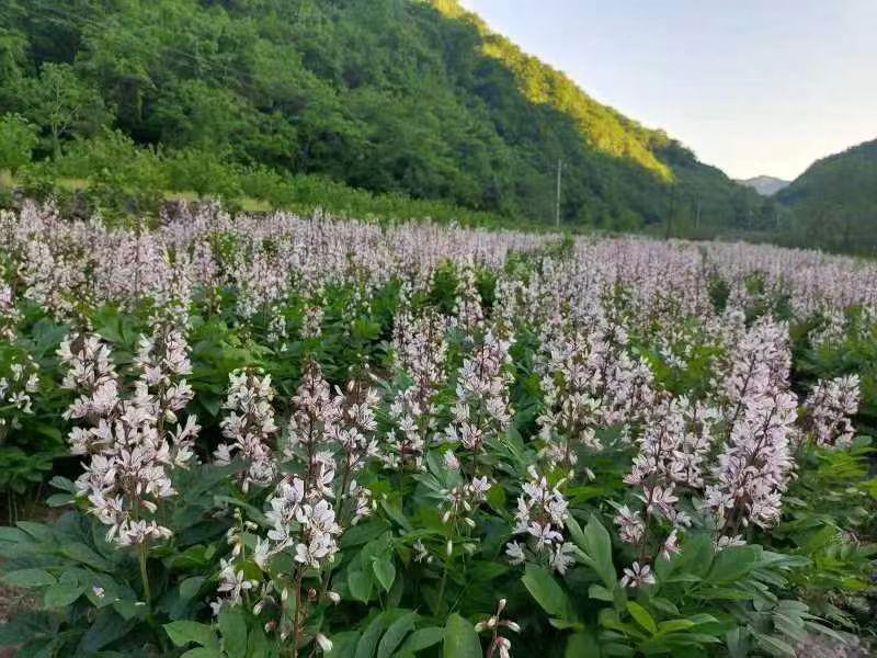 白鲜皮种苗自己种植，大量现货现挖现发品质保证支持实地考察