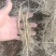 白鲜皮种苗自己种植，大量现货现挖现发品质保证支持实地考察