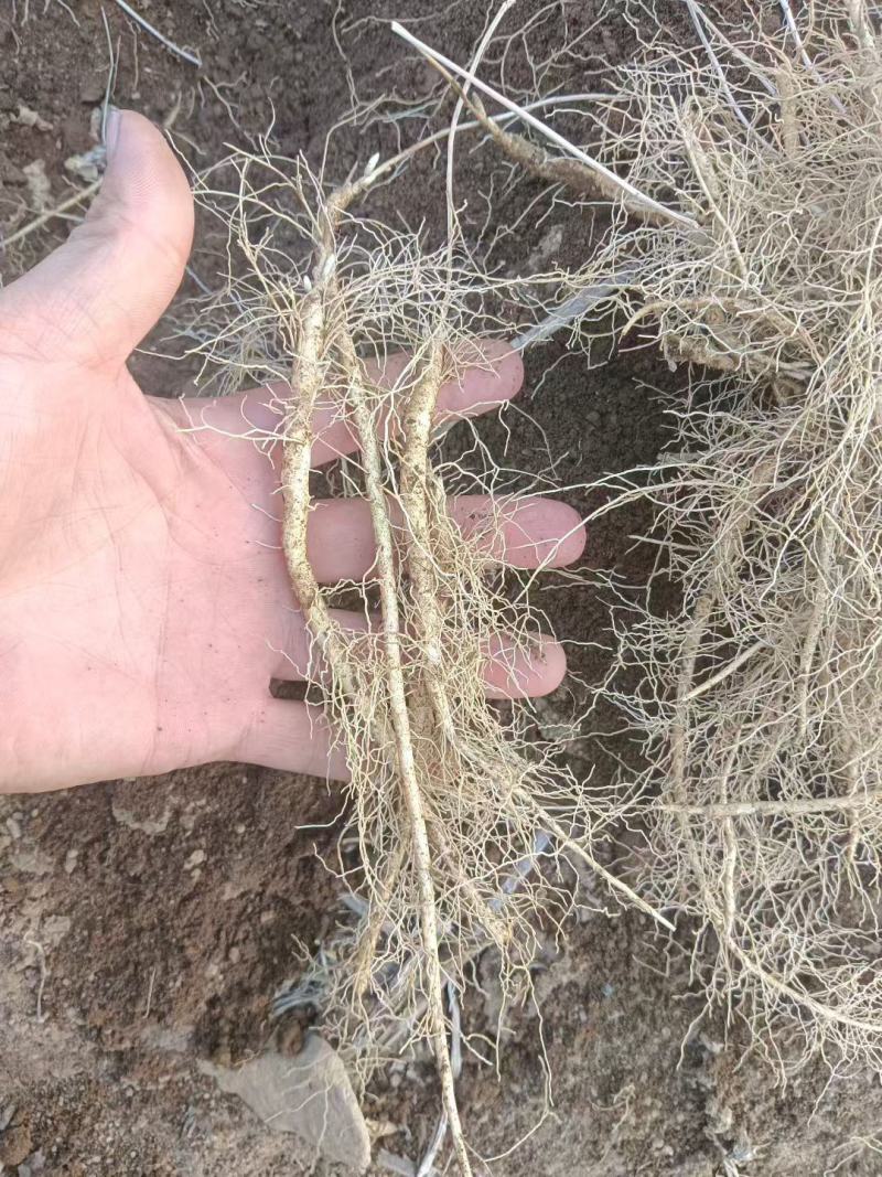 白鲜皮种苗自己种植，大量现货现挖现发品质保证支持实地考察
