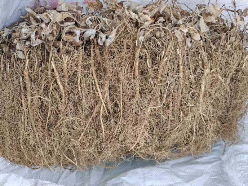 白鲜皮种苗自己种植，大量现货现挖现发品质保证支持实地考察