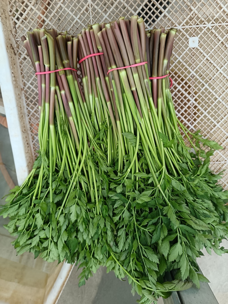 水芹菜春茬水芹水培种植宿迁骆马湖种植基地