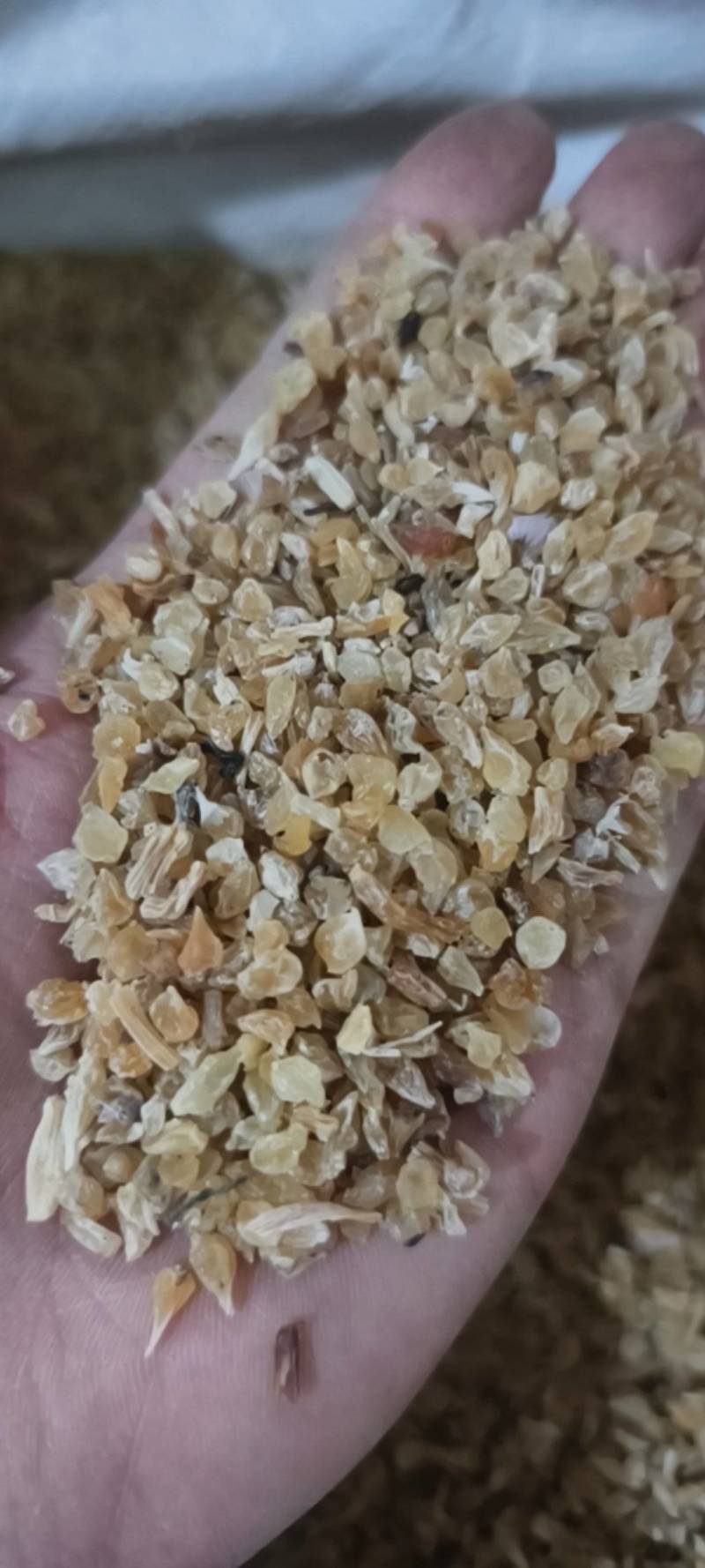 薤白薤白新货地道药材过筛干净紫轩堂药业