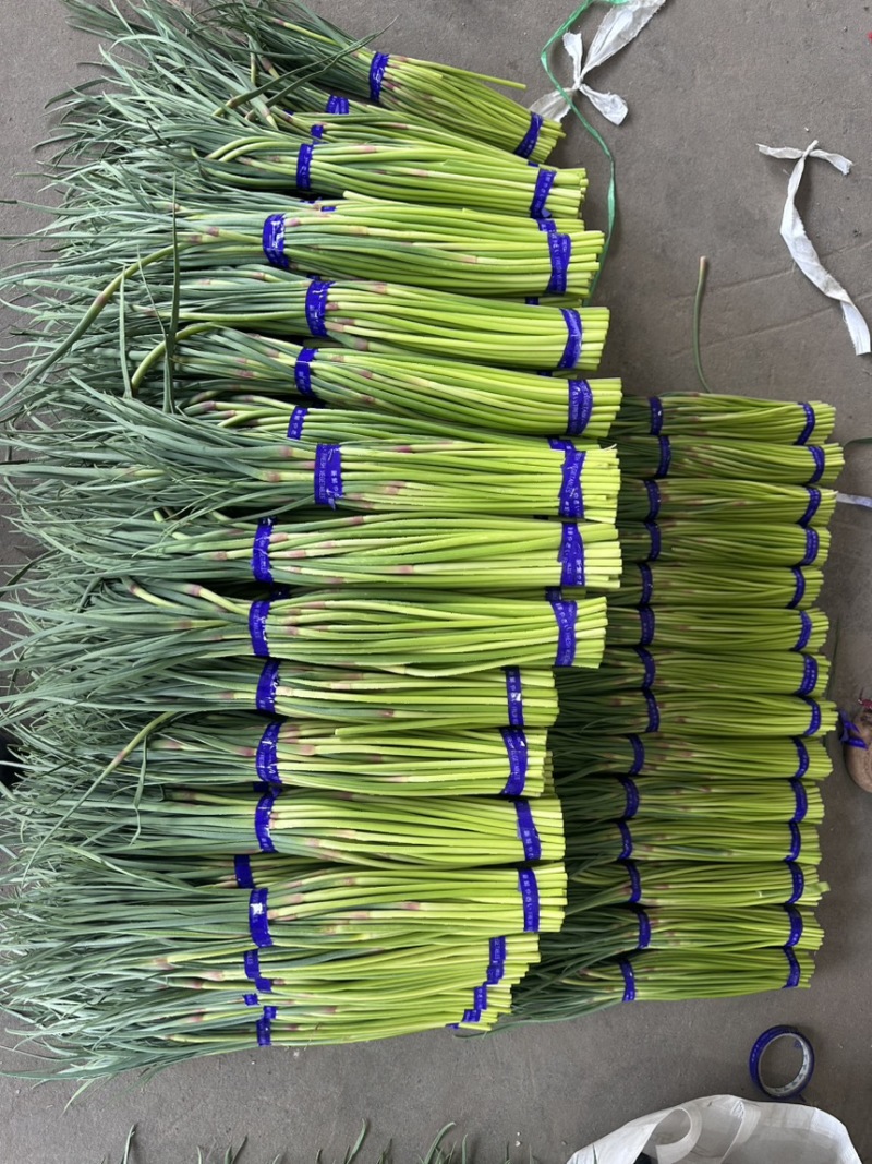 徐州红帽蒜苔，大量上市