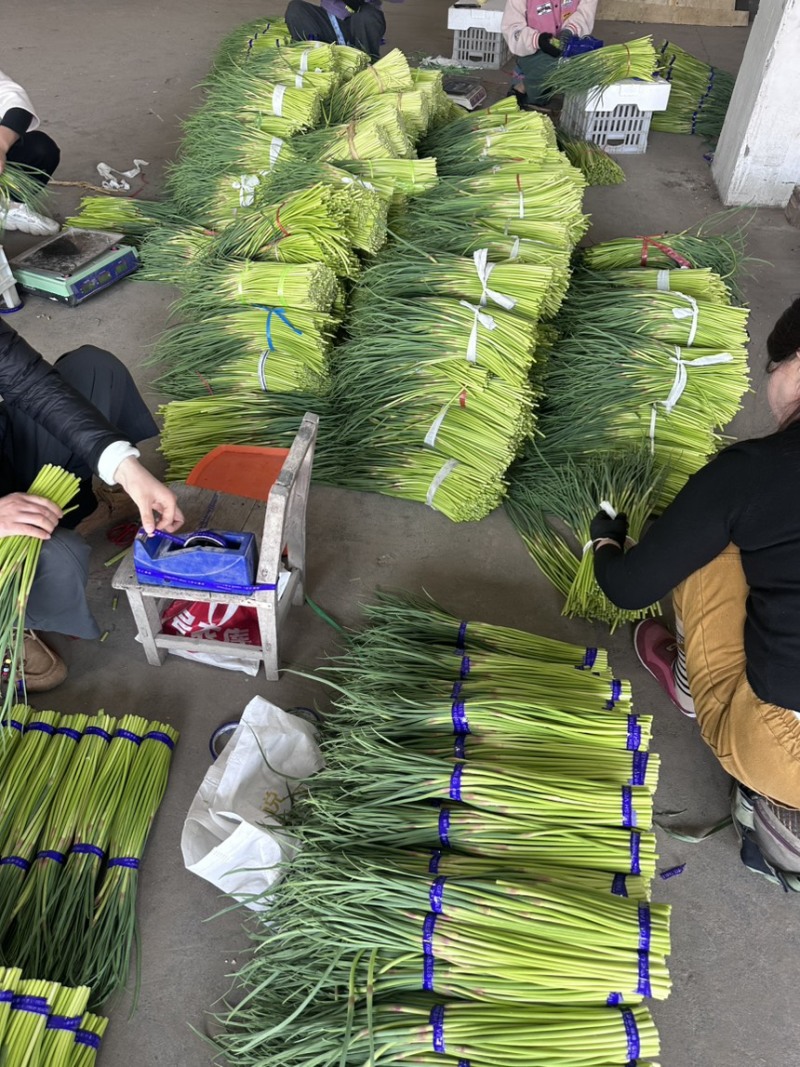 徐州红帽蒜苔，大量上市