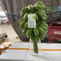 广西小米蕉串蕉一件代发。