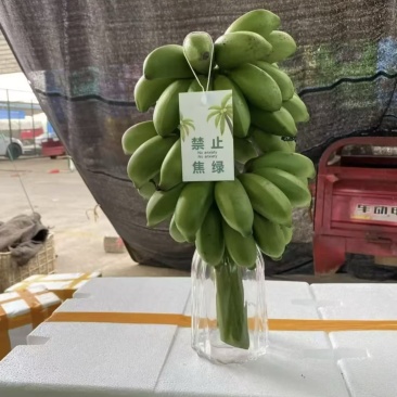 广西小米蕉串蕉一件代发。