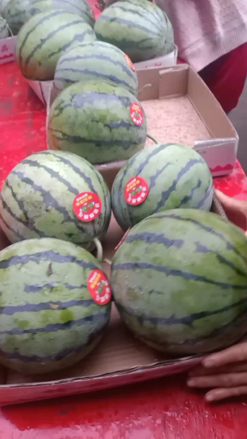 强者711头茬西瓜，产地直供，全国代发，量大质优，价格便宜