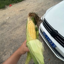 鲜食玉米