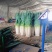 山东省青岛市平度铁杆大葱，一手货源价格优质量优
