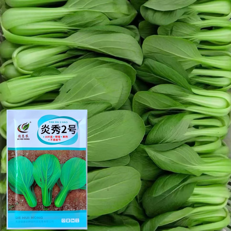 夏至青梗菜种籽高温不拔节不卷叶青梗菜种子抗病高产春秋播种