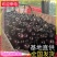 【紫光圆茄】砀山茄子/大量现货随到随装/量大从优/全国发