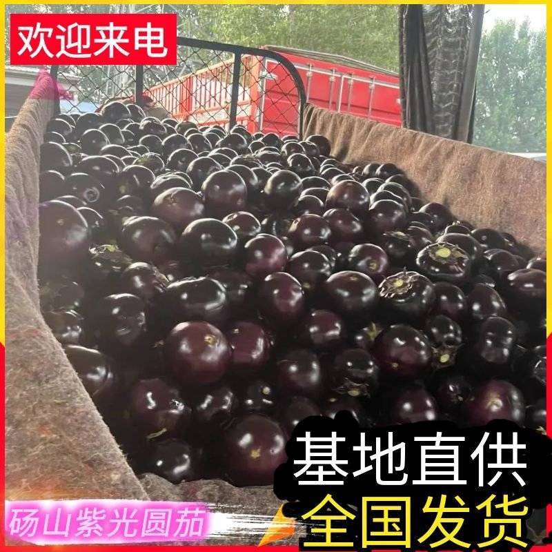 【紫光圆茄】砀山茄子/大量现货随到随装/量大从优/全国发