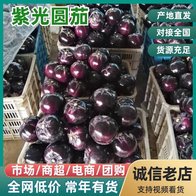 精选『砀山圆茄』紫皮茄子/紫光圆茄/产地直发/量大从优