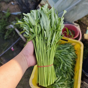 精品空心菜